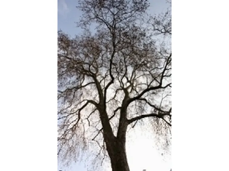 platano ibriso in inverno