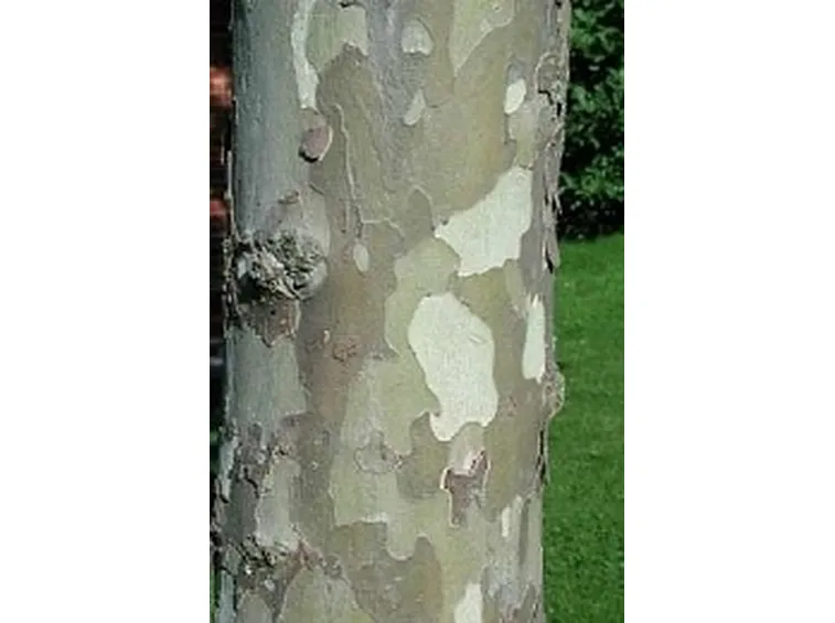 corteccia platano ibrido
