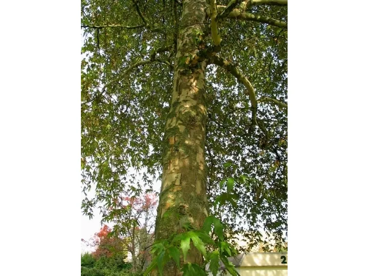 platano orientale