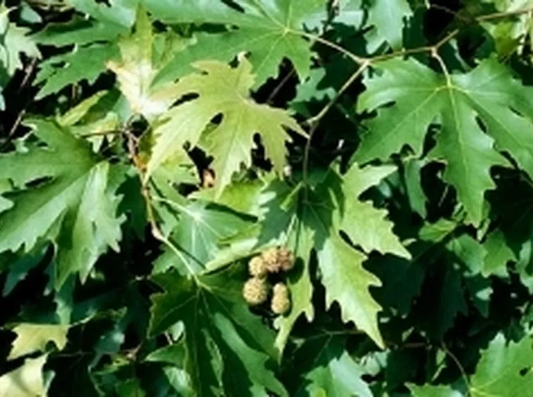 foglie e frutti di platano orientale