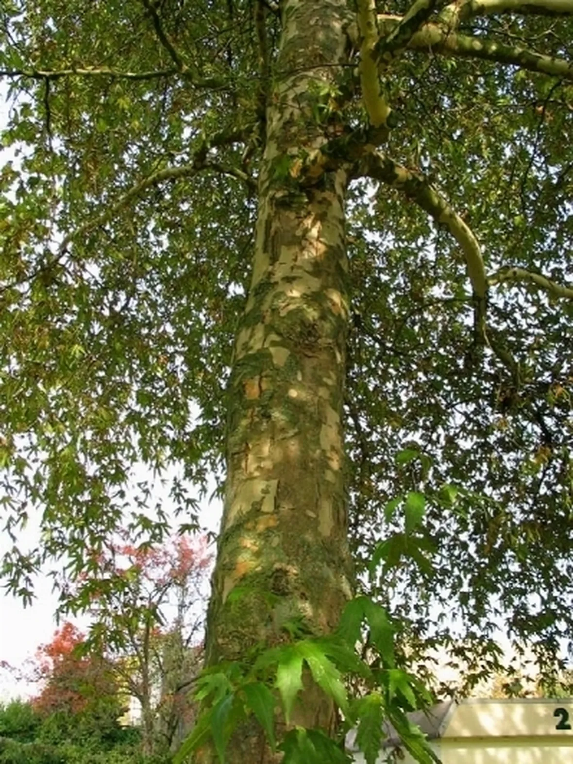 platano orientale