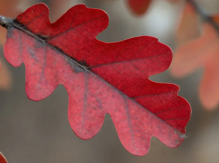 Foglie autunnali Quercus rubra