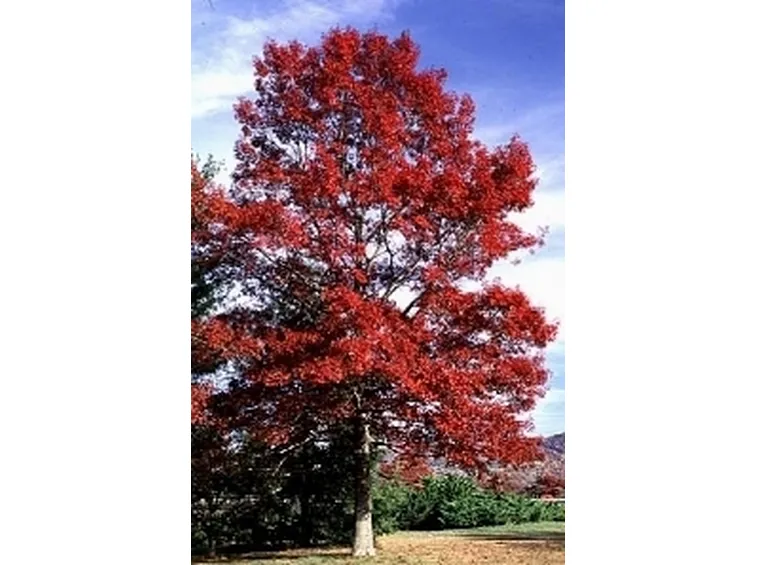 quercus coccinea