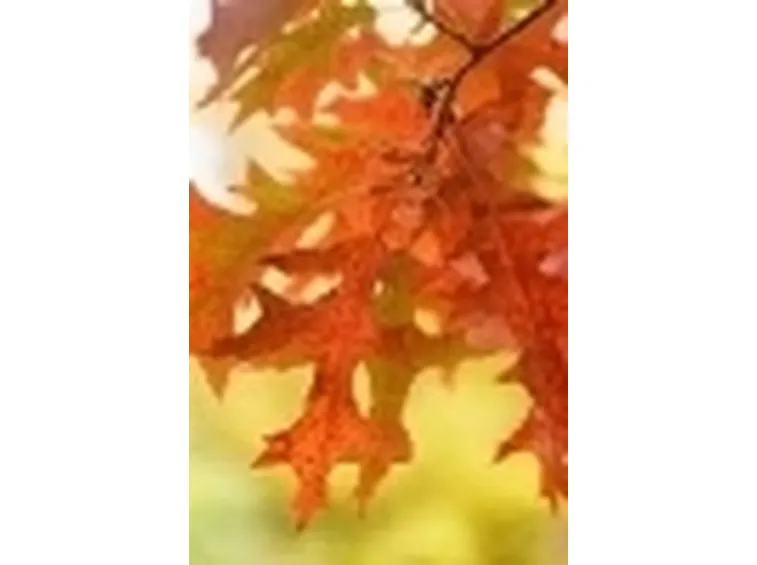 quercus coccinea splendens