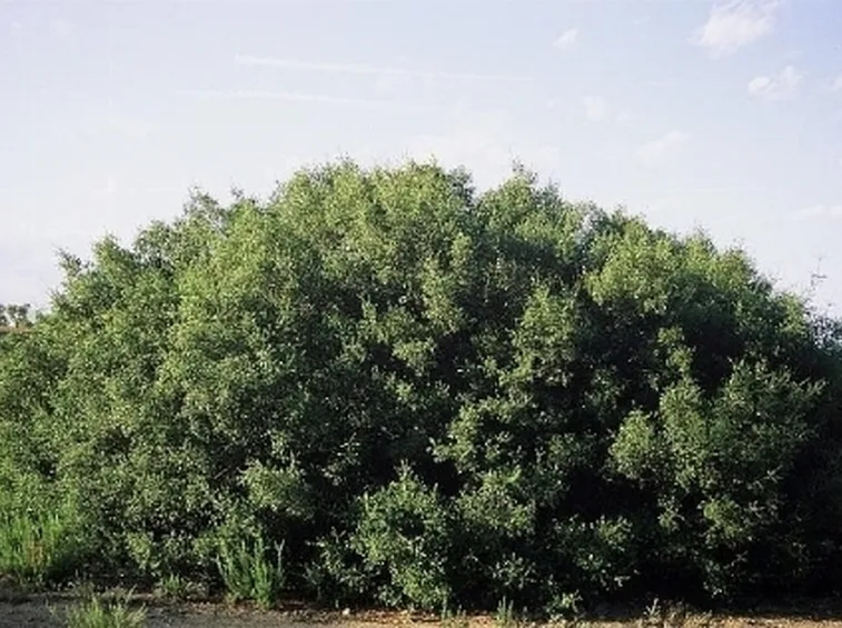 quercia spinosa