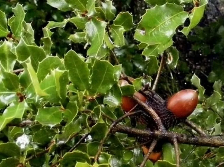 foglie e ghiande di quercia spinosa