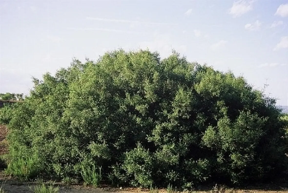 quercia spinosa