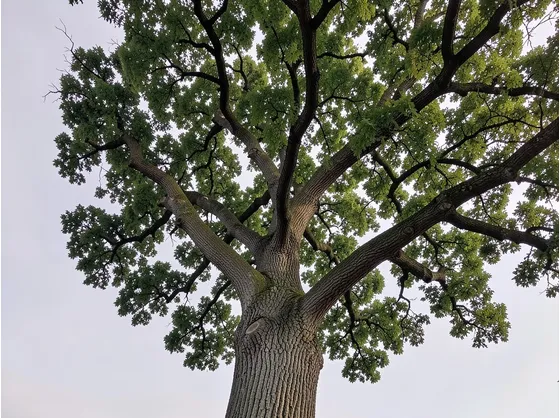 quercia vallonea