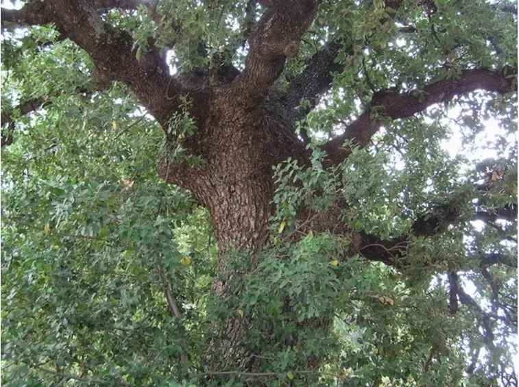 quercia vallonea