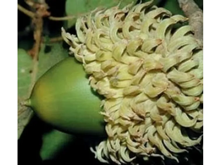 ghianda quercia vallonea