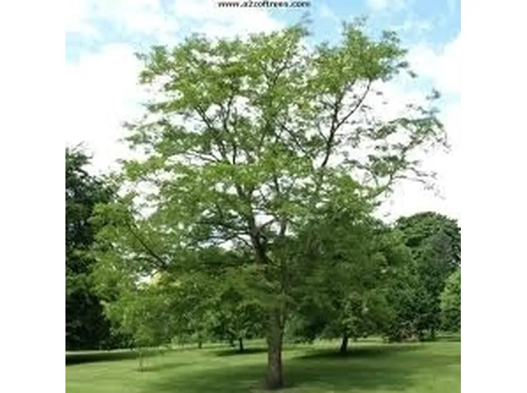 Robinia pseudoacacia