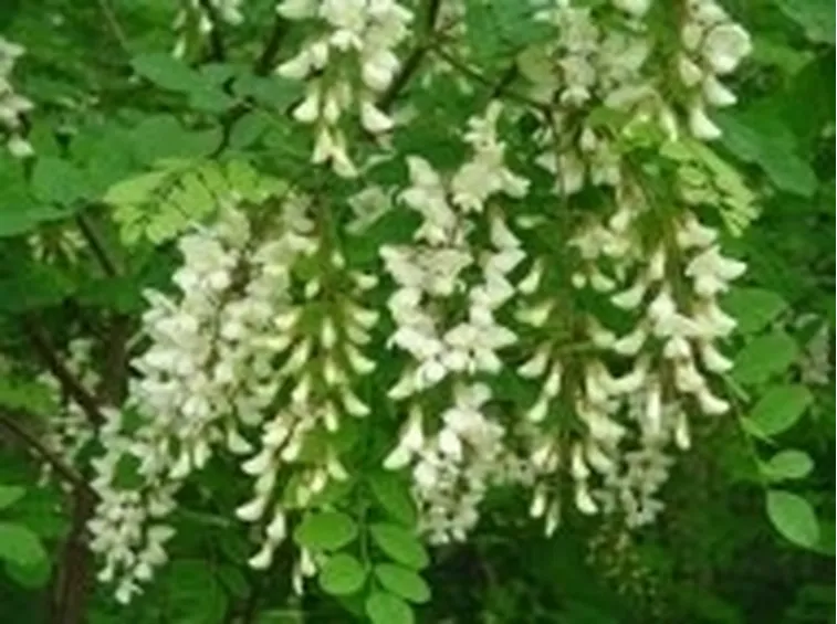 Fioritura robinia