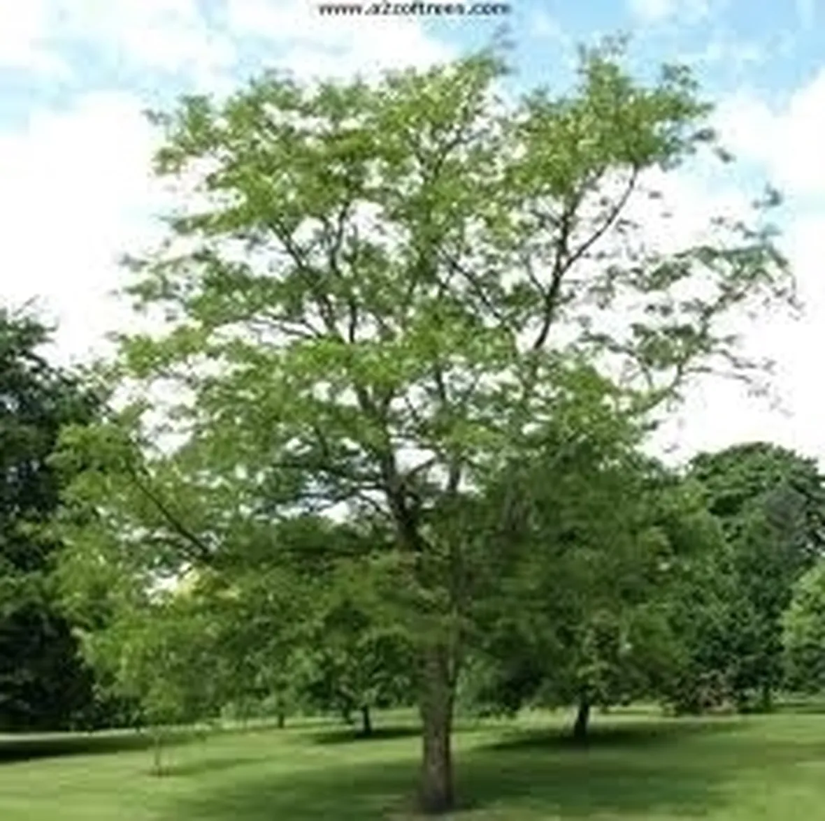 Robinia pseudoacacia