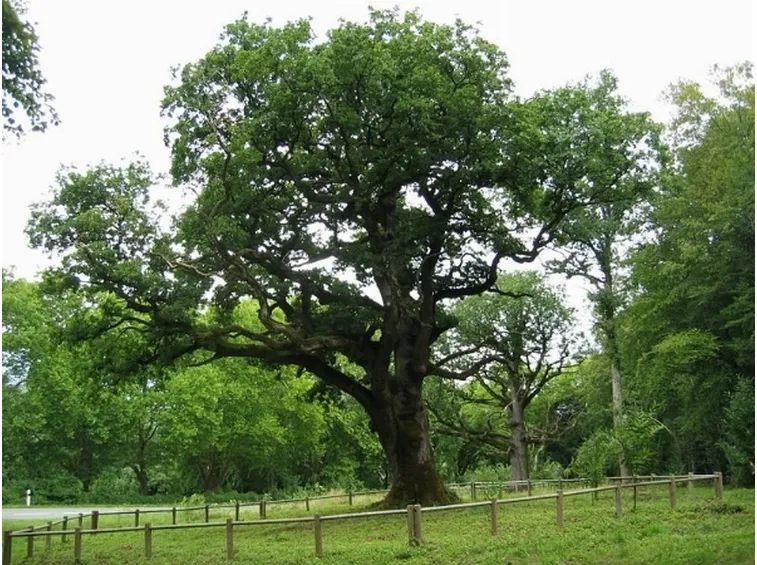 quercus petraea