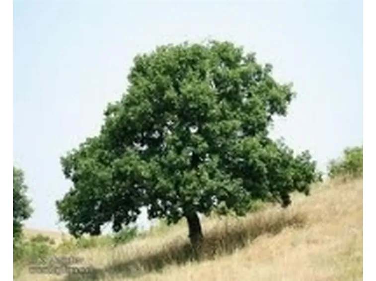 roverella