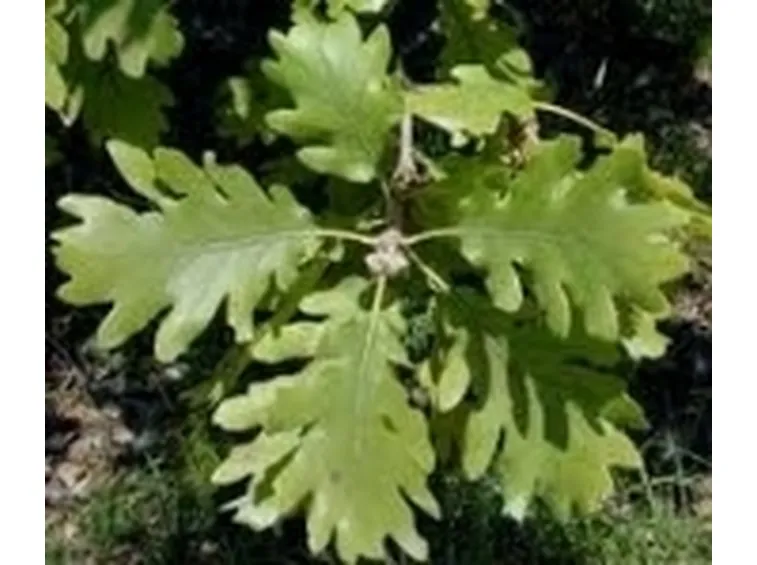 foglie roverella