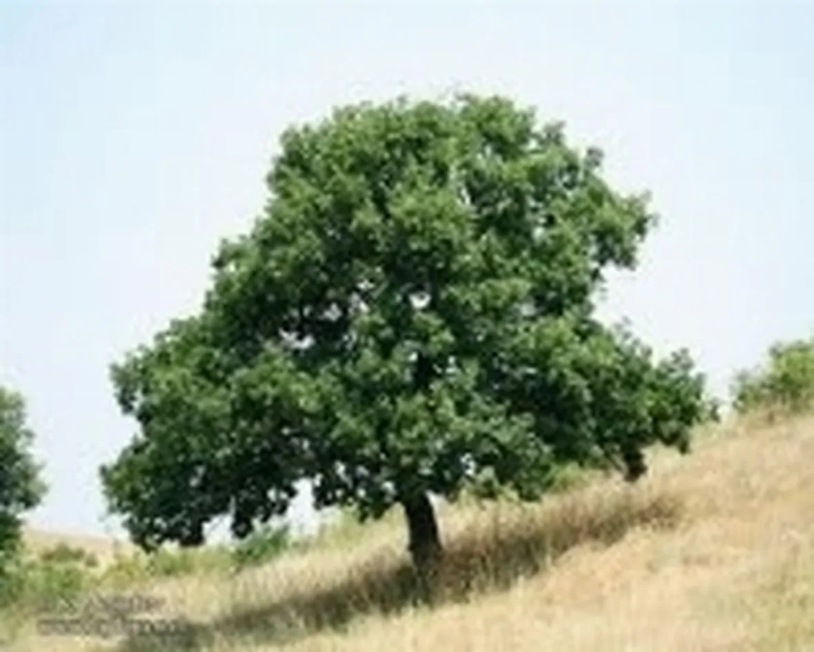 roverella
