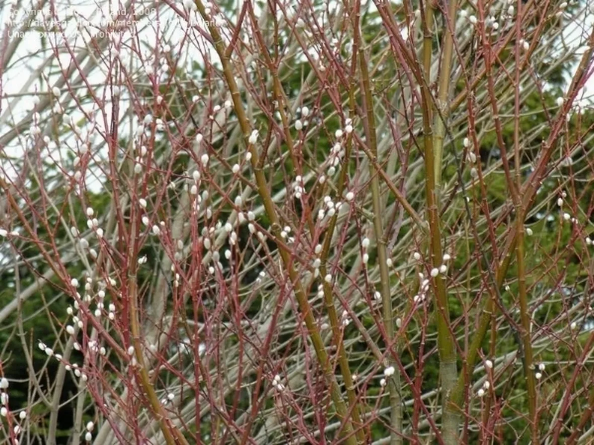 salix daphnoides