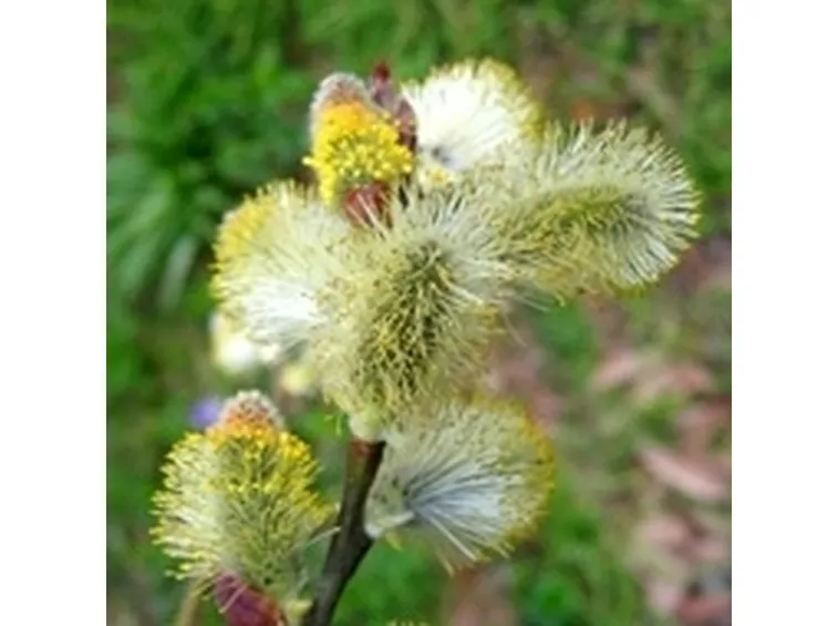 fiori salice cenerino