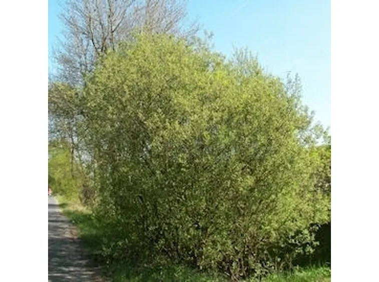 salicone