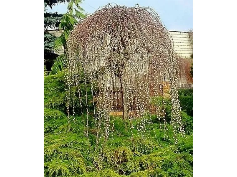 salicone varietà pendula