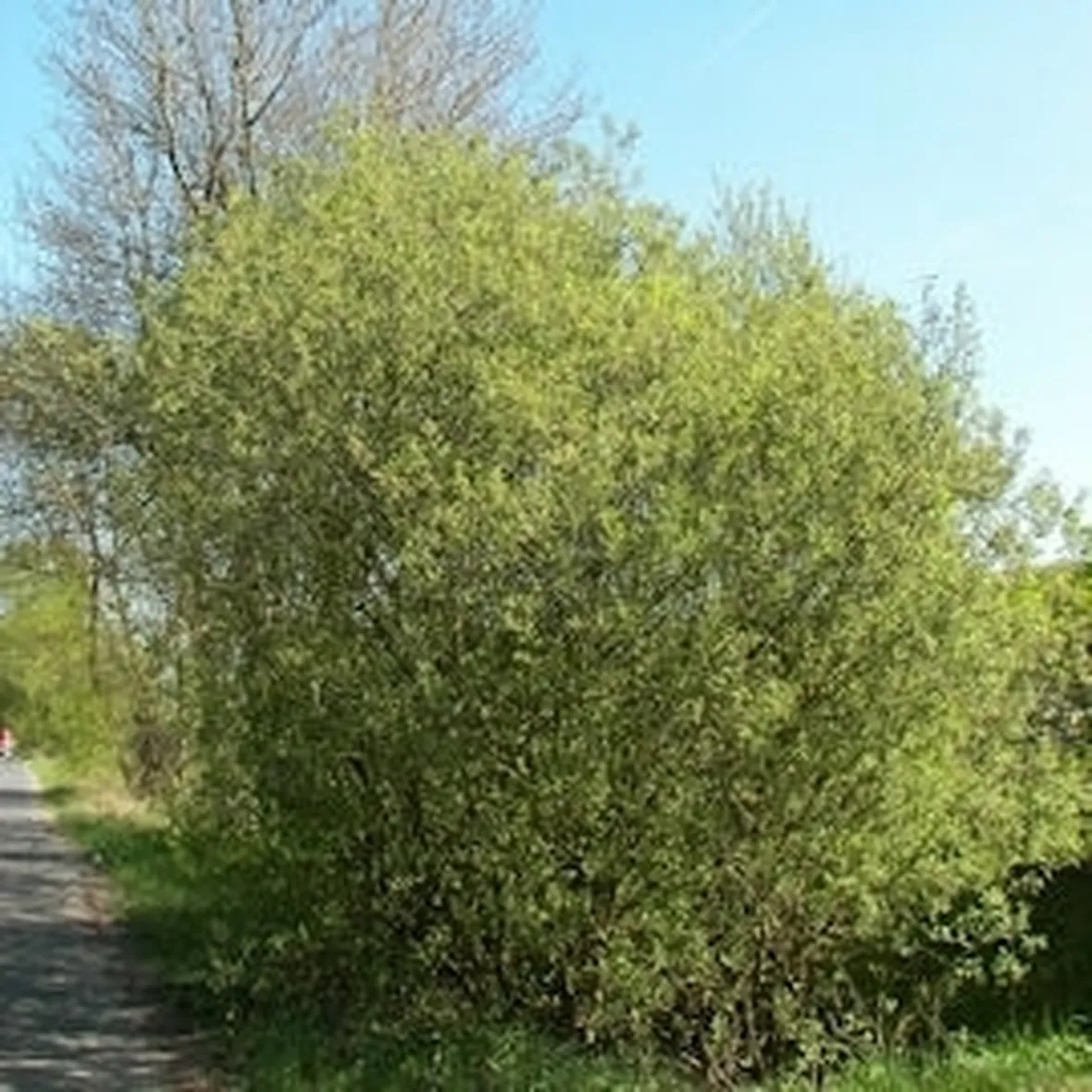salicone