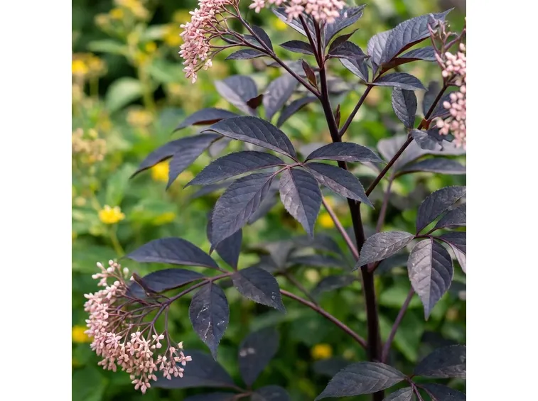 sambucus nigra black beauty