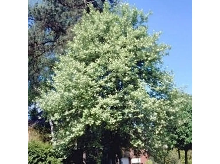 sorbus aria