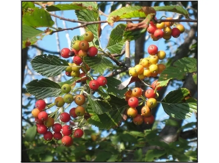frutti sorbus aria