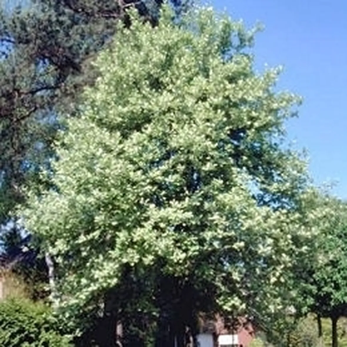 sorbus aria