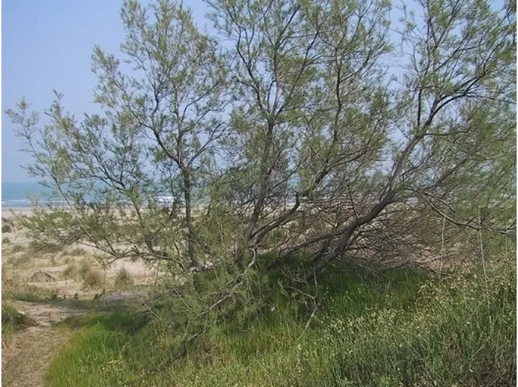 tamarix gallica
