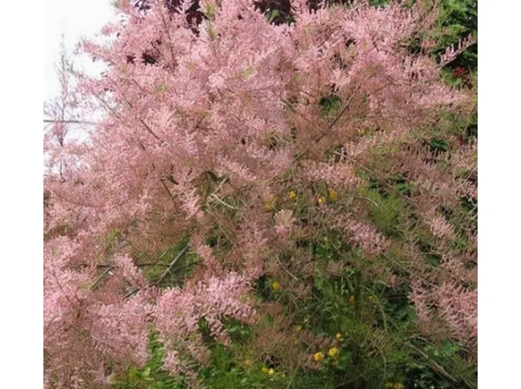 tamarix gallica in fiore