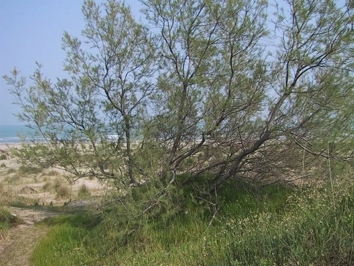 tamarix gallica