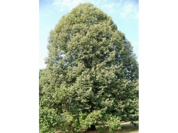 tilia tomentosa