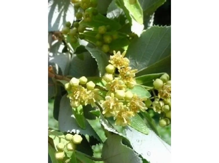 fiori tilia tomentosa