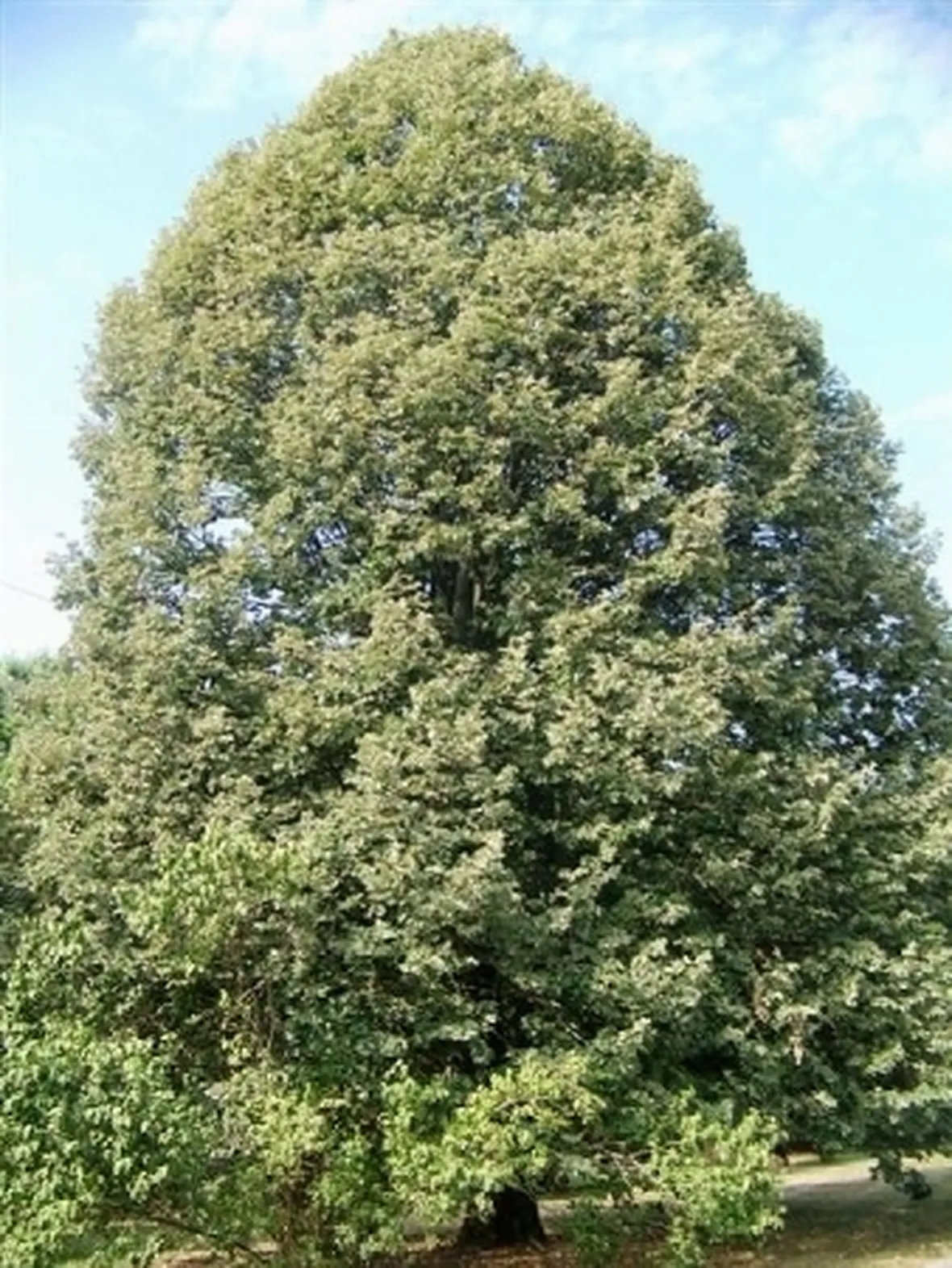 tilia tomentosa