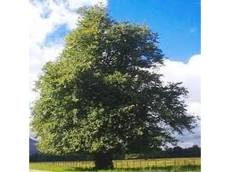 tilia platyphyllos