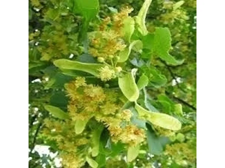 fioritura tiglio nostrano