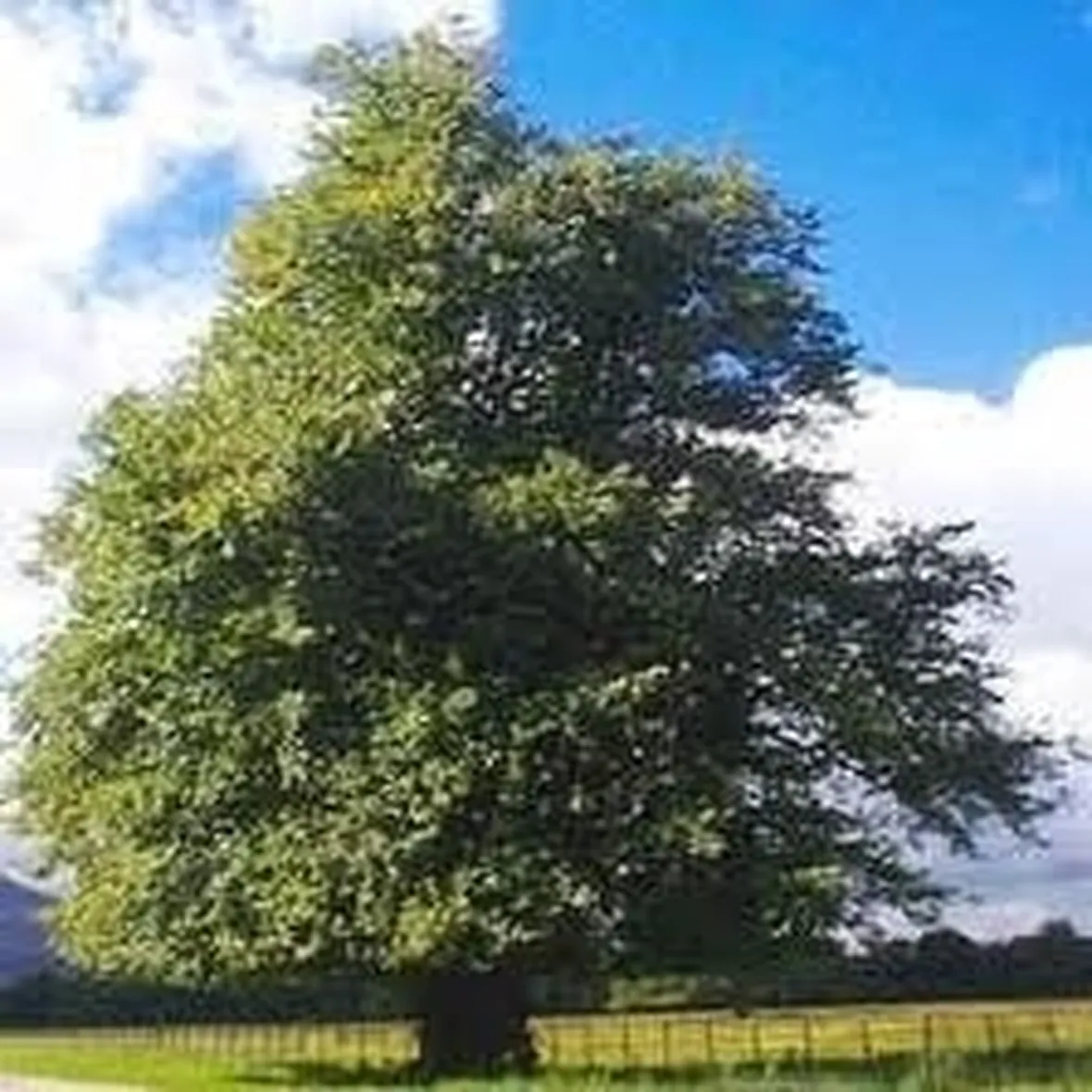 tilia platyphyllos