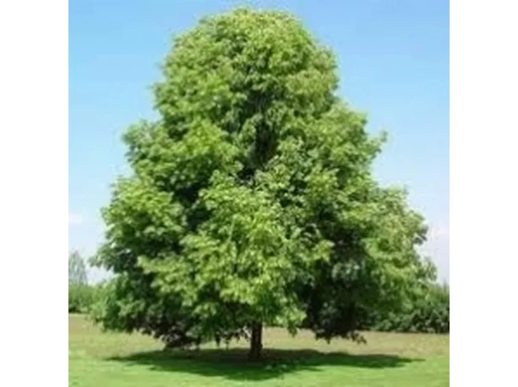 tilia cordata