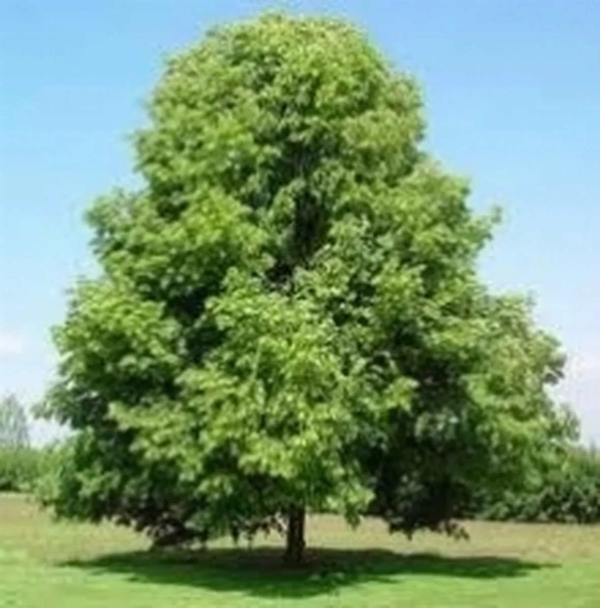 tilia cordata