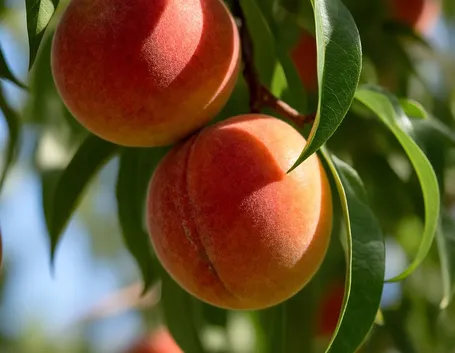 Alberi da frutto