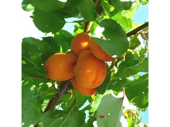 Pianta di Albicocco con frutti