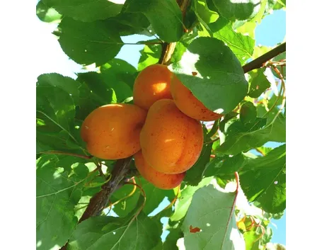 Pianta di Albicocco con frutti