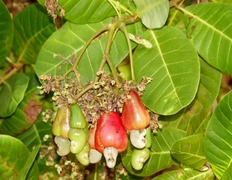 Frutto di Anacardio con foglie