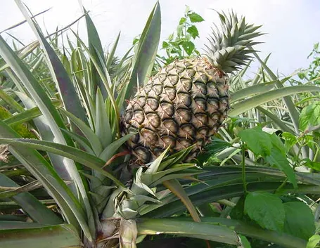 Pianta di Ananas
