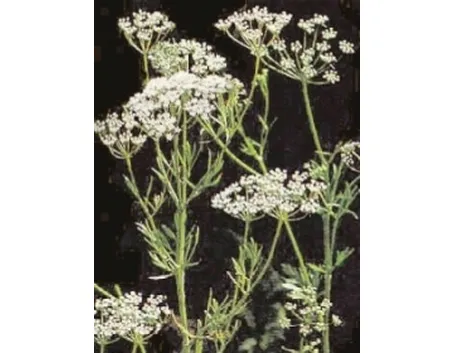 Foto della Pimpinella