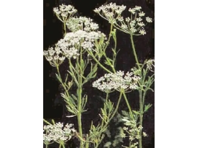 Foto della Pimpinella