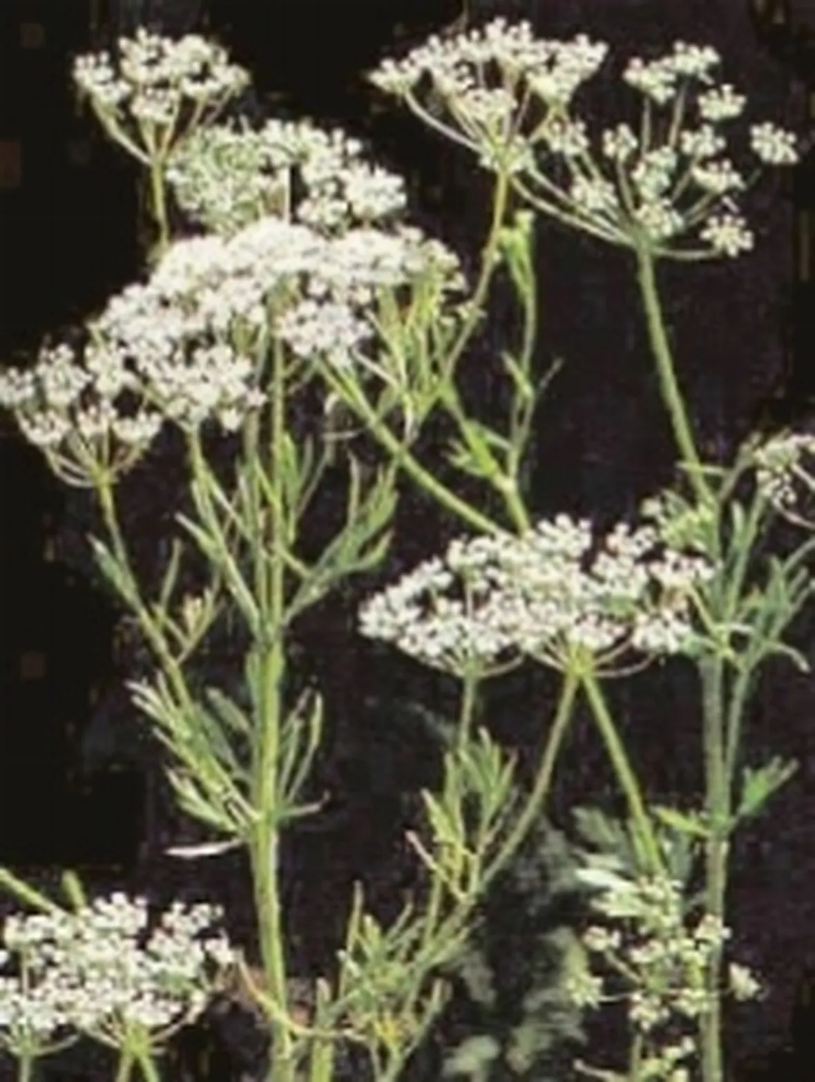 Foto della Pimpinella