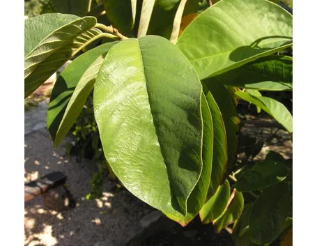 Pianta di Anona